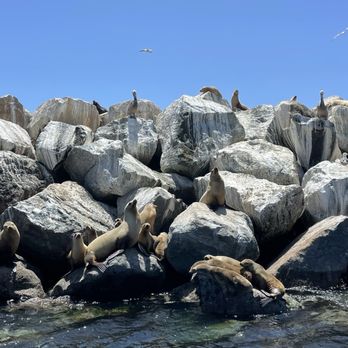 SLO Tours - Sea lions and pelicans on the jetty - Boat Tours Near Me - San Luis Obispo, California SLO Tours - Sea lions and pelicans on the jetty - Boat Tours Near Me - San Luis Obispo, California