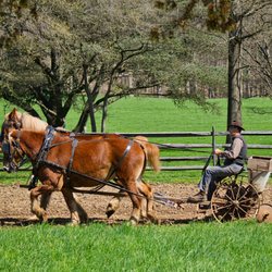 Longstreet Farm