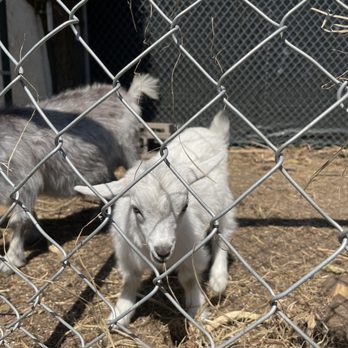 Paradigm Gardens - Baby goat - Farms Near Me - New Orleans, Louisiana Paradigm Gardens - Baby goat - Farms Near Me - New Orleans, Louisiana