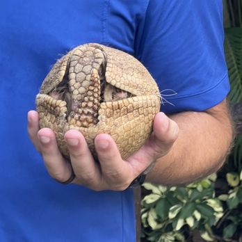 Discovery Cove - Armadillo! - Amusement Parks Near Me - Orlando, Florida Discovery Cove - Armadillo! - Amusement Parks Near Me - Orlando, Florida