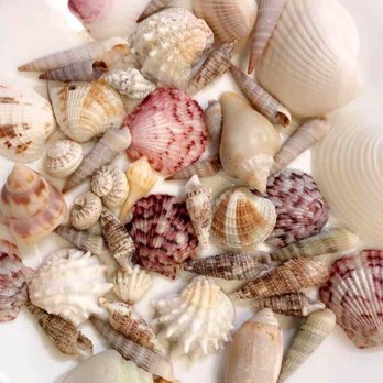 Tropical Beach Resorts - Seashells - Resorts Near Me - Siesta Key, Florida Tropical Beach Resorts - Seashells - Resorts Near Me - Siesta Key, Florida