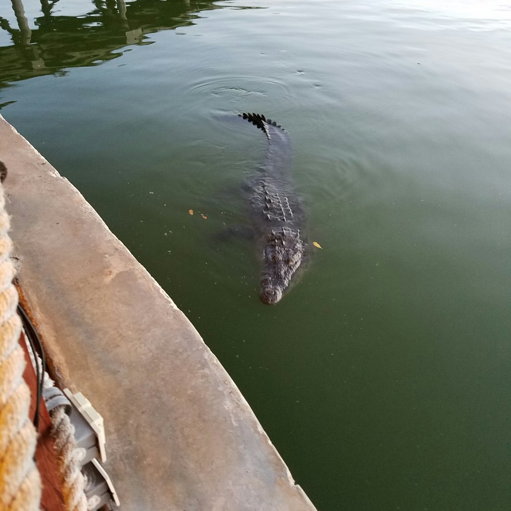 These guys decided to join us for dinner. Air and child crocodile. These guys decided to join us for dinner. Air and child crocodile.
