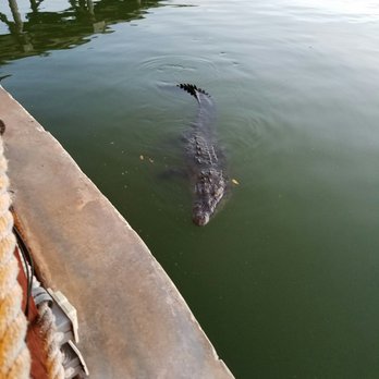 Big Fish - These guys decided to join us for dinner. Air and child crocodile. - Seafood Near Me - Cancún, ROO Big Fish - These guys decided to join us for dinner. Air and child crocodile. - Seafood Near Me - Cancún, ROO