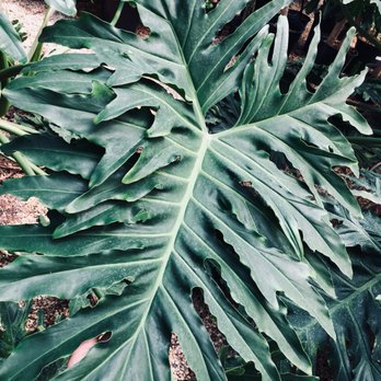 Plantkeeper - Nurseries & Gardening Near Me - Dallas, Texas Plantkeeper - Nurseries & Gardening Near Me - Dallas, Texas