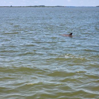 Captain Derek's Dolphin Adventure - Tours Near Me - Tybee Island, Georgia