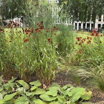 Finsbury Circus Garden - Beautiful gardens attracting pollinators 6/28/25 - Parks Near Me - London, XGL
