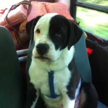 Bennett Spring State Park - Panda the float dog mascot! - Parks Near Me - Lebanon, Missouri Bennett Spring State Park - Panda the float dog mascot! - Parks Near Me - Lebanon, Missouri