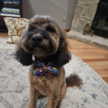 Designer Paws Salon - Westerville - New Doo for Sebastian, check out the bow tie - Pet Groomers Near Me - Westerville, Ohio Designer Paws Salon - Westerville - New Doo for Sebastian, check out the bow tie - Pet Groomers Near Me - Westerville, Ohio
