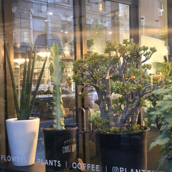 PlantShed - Florists Near Me - New York, New York PlantShed - Florists Near Me - New York, New York