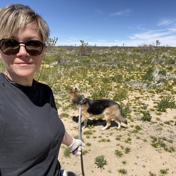 Butte Valley Wildflower Sanctuary - April 1, 2023 - Parks Near Me - Lancaster, California Butte Valley Wildflower Sanctuary - April 1, 2023 - Parks Near Me - Lancaster, California