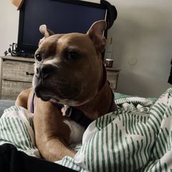 Pet Check Urgent Care