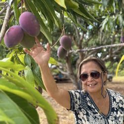 The mangoes were purple from the sun's ripening process