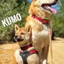 Adventure Dog LA