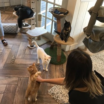 Gem City Catfé - The tastefully-appointed Cat Lounge at Gem City Catfé. - Coffee & Tea Near Me - Dayton, Ohio
