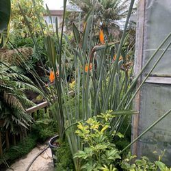 Plants Unlimited - Rare Strelitzia Juncea that grows outside in the East Bay for your home or landscape.