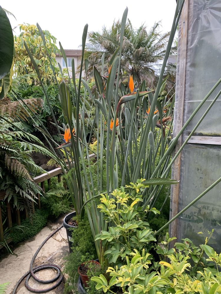 PLANTS UNLIMITED Updated August 2024 16979 Columbia Dr, Castro