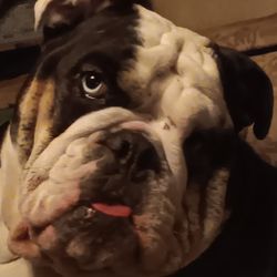 Overgaard Animal Clinic - Athena, English Bulldog
