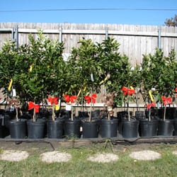 Citrus Trees Nola - 1 year old trees