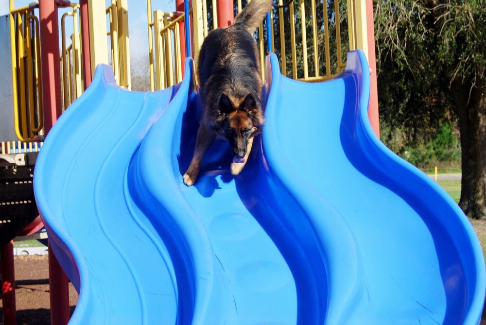 Project Good Dog - pet boarding facility in Apex, NC