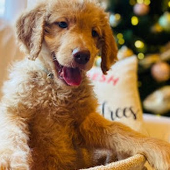 Dapper Doodles - Pet Breeders Near Me