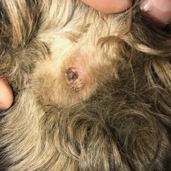 Dee-O-Gee Missoula - Shaved the skin!