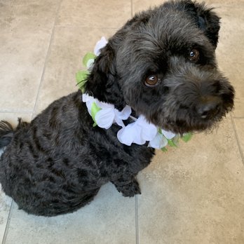 Johnny's Doghouse - Adorable (and much needed) haircut. I love the lei! - Pet Groomers Near Me - Tempe, Arizona Johnny's Doghouse - Adorable (and much needed) haircut. I love the lei! - Pet Groomers Near Me - Tempe, Arizona