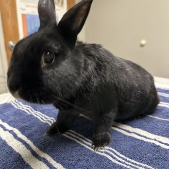 Village Veterinary Care - George here to get a check -up! - Veterinarians Near Me - Pataskala, Ohio Village Veterinary Care - George here to get a check -up! - Veterinarians Near Me - Pataskala, Ohio