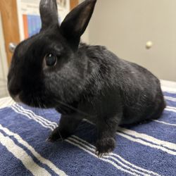 Village Veterinary Care - George here to get a check -up!