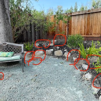 Lamorinda Gopher - this is the damage that little f***er caused! not anymore, he's dead! - Pest Control Near Me Lamorinda Gopher - this is the damage that little f***er caused! not anymore, he's dead! - Pest Control Near Me
