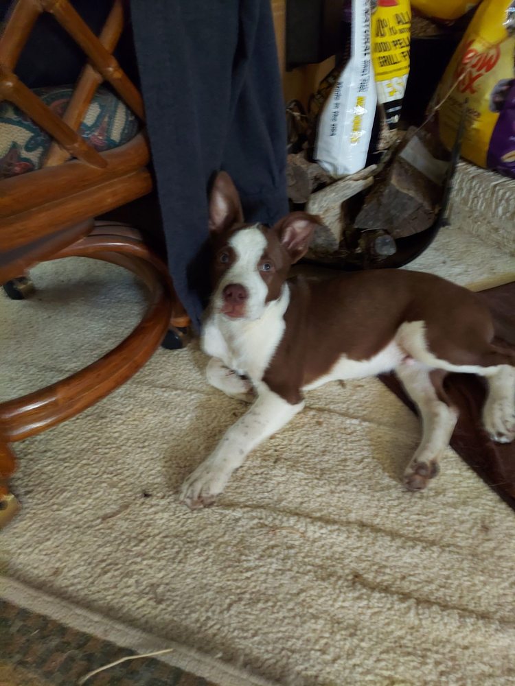 SOUTHWEST ANIMAL CLINIC Updated August 2024 4808 50th St, Lubbock