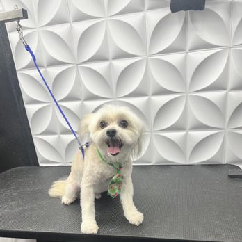 Lakeway Mobile Dog Grooming - Full service groom! - Pet Groomers Near Me - Austin, Texas Lakeway Mobile Dog Grooming - Full service groom! - Pet Groomers Near Me - Austin, Texas