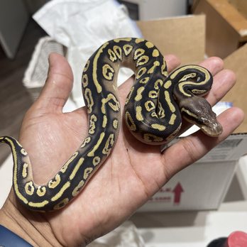 Slither Sity Pythons - Huffman Mojave - Pet Breeders Near Me - San Leandro, California Slither Sity Pythons - Huffman Mojave - Pet Breeders Near Me - San Leandro, California