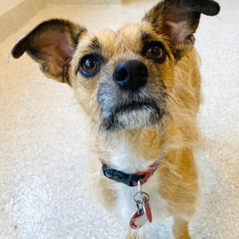 Dozo Dog  - Kano - Pet Groomers Near Me - Astoria, New York