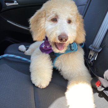 The Paw Spa LB - Pet Groomers Near Me - Long Beach, California