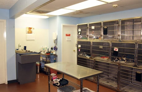 Aurora Companion Animal Hospital - pet boarding facility in Gretna, LA