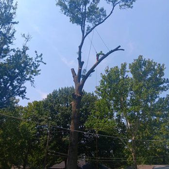 Safety Tree Service - Tree Services Near Me - Kansas City, Missouri Safety Tree Service - Tree Services Near Me - Kansas City, Missouri