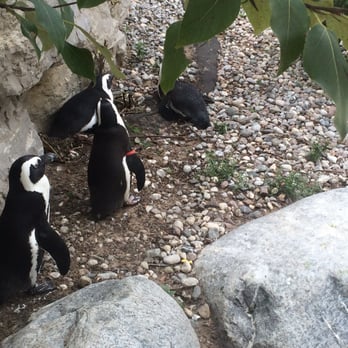 Toronto Zoo - Penguins - Zoos Near Me - Toronto, Ontario Toronto Zoo - Penguins - Zoos Near Me - Toronto, Ontario