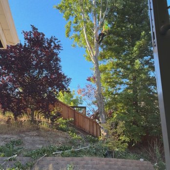 Rosas Tree Service - Tree Services Near Me Rosas Tree Service - Tree Services Near Me