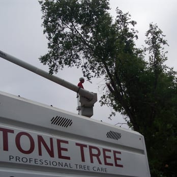 Stone Tree - Tree Services Near Me - Concord, California