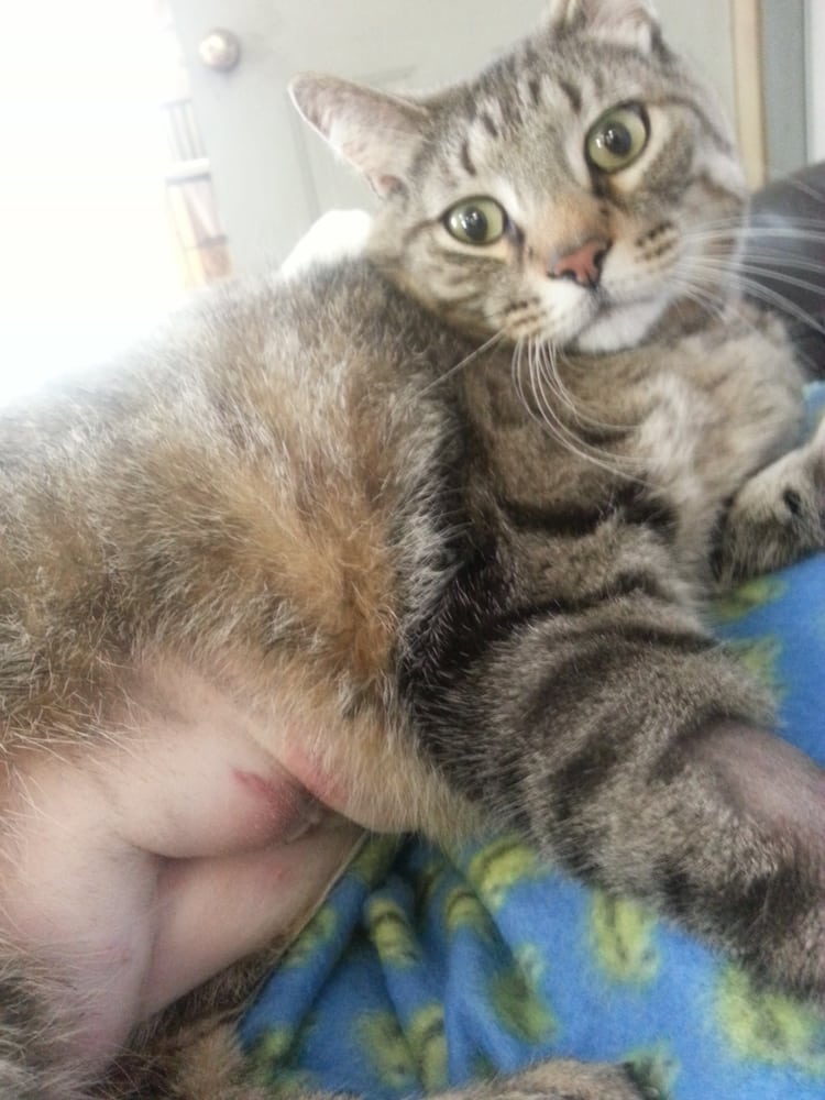 THORNTOWN VETERINARY CLINIC PC Updated August 2024 5019 W State