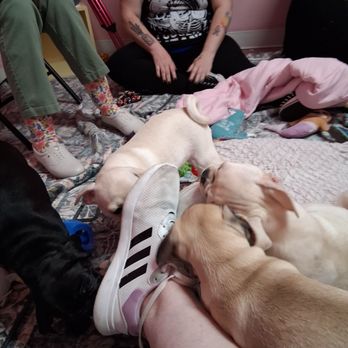 Cuppa Pug - Did I mention the pups love shoes and laces... - Themed Cafes Near Me - Escondido, California