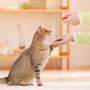 Photo of Paw Behavior