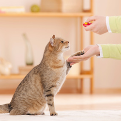 Paw Behavior