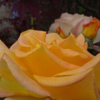 Ayon Nursery - Nurseries & Gardening Near Me - Duarte, California