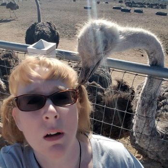Rooster Cogburn Ostrich Ranch - Beware when taking selfies with an ostrich! It tried to eat my hair tie! - Petting Zoos Near Me - Picacho, Arizona Rooster Cogburn Ostrich Ranch - Beware when taking selfies with an ostrich! It tried to eat my hair tie! - Petting Zoos Near Me - Picacho, Arizona