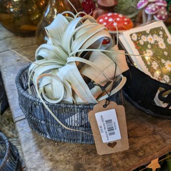 Tansy - Airplant - Home Decor Near Me - Burbank, California