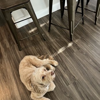 Well Groomed Pets - Pet Groomers Near Me - Las Vegas, Nevada Well Groomed Pets - Pet Groomers Near Me - Las Vegas, Nevada