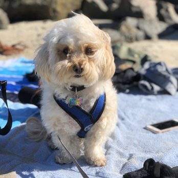 Beverly Hills Mobile Grooming - Pet Groomers Near Me Beverly Hills Mobile Grooming - Pet Groomers Near Me