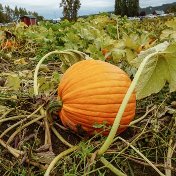 Bob's Corn & Pumpkin Farm - Pumpkin Patches Near Me - Snohomish, Washington