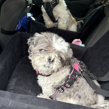 Veterinary Eye Clinic - 9/2/2025 on the way to her first appointment. - Veterinarians Near Me - Calabasas, California Veterinary Eye Clinic - 9/2/2025 on the way to her first appointment. - Veterinarians Near Me - Calabasas, California